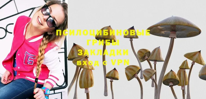 Псилоцибиновые грибы Psilocybe  Пучеж 